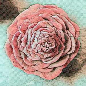 Meet your Posher, Cassandra